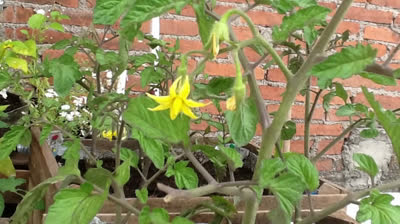 Poda y control de plagas en el huerto urbano