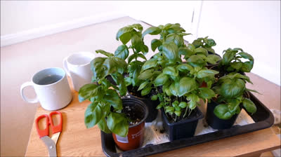 How to grow more basil than you can eat