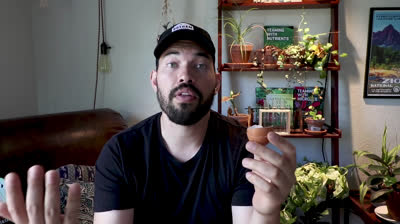 4 mitos de jardín que debes evitar