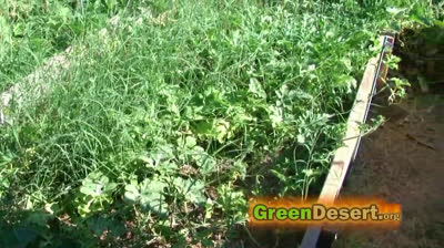 Secrets to a successfull urban garden with little work