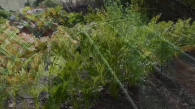 Cultivo de zanahorias desde la siembra hasta la cosecha