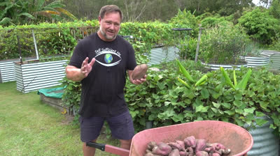 5 consejos sobre cómo cultivar boniato en una maceta o bancal