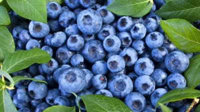 Cómo plantar arándanos en macetas