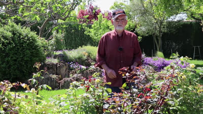 Urban garden pests: The green aphid