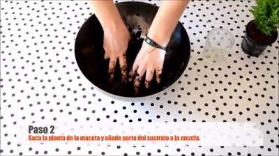 How to make kokedamas