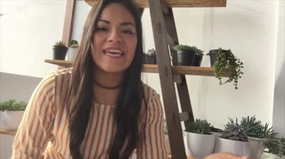 Suculentas: Cómo cultivar en agua