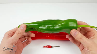 How to germinate pepper seeds in just 5 days