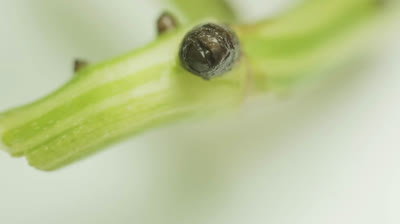Métodos de propagación de Pothos y por qué utilizarlos
