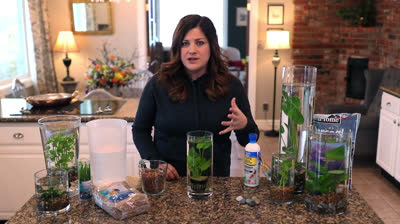 How to make an indoor water garden