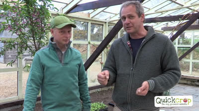 Cómo cultivar tomates: una guía práctica para obtener mejores resultados