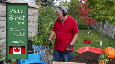 Cómo cosechar patatas en un barril grande