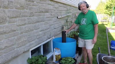 Cómo cultivar patatas en un barril grande
