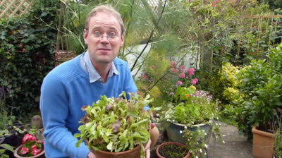 Cultivo de lechugas y hojas de ensalada en macetas