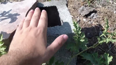 Cómo cultivar sandías cuadradas