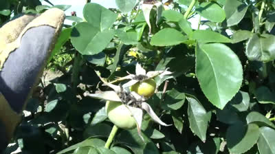 Cómo hacer esquejes de rosales