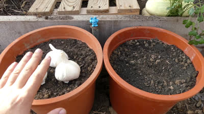Cómo Plantar Ajos en Macetas