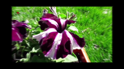 Cómo germinar un ajo en 24h