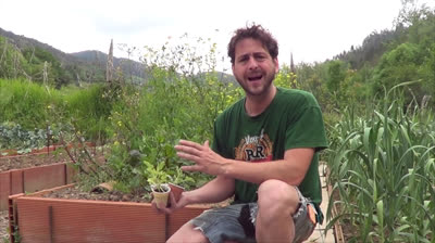 Cómo plantar sandias en el huerto