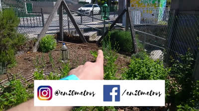 How to plant tomatoes with mulch of comfrey