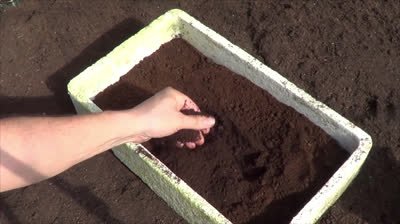 7 usos del café en el huerto