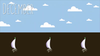 No-dig Garlic: Planting, harvesting and drying garlic using the Ruth Stout Method