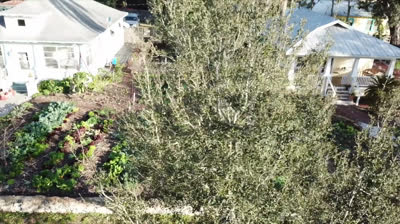 $ 1000 por semana: Cultivo en el jardin delantero + Entrega en bici