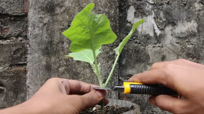Cómo injertar tomate en berenjena