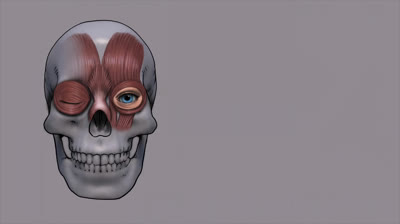 DRAWING PERFECT EYES! Anatomy and practical examples