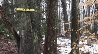 Sol Lewitt | TateShots