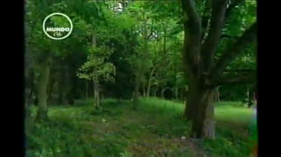 Vincent Van Gogh-The Brush of a Genius