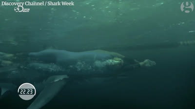 Michael Phelps races a great white shark 