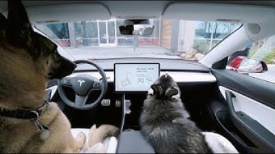 TESLA | Introducing the Dog Mode