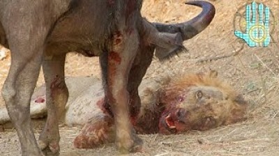 León vs Búfalo | TOP 8 Batallas entre animales