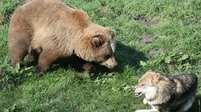 Wolf vs Bear | Documental