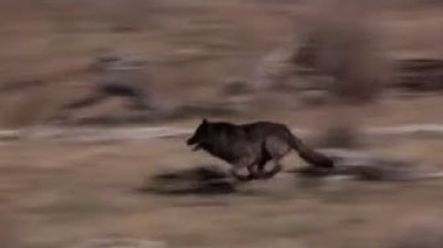 14 lobos y algo que nadie se esperaba