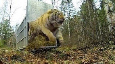 Siberian Tiger Liberation