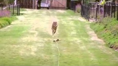 Guepardo a máxima velocidad