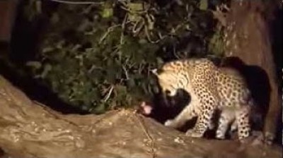 Leopard kills monkey and adopts its baby.