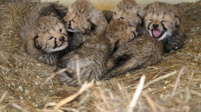 Guepardo da a luz 5 cachorros
