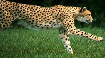 Guepardo a cámara super lenta ¡increible!