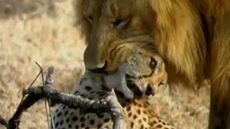 Lion attacking leopard in tree! - TokyVideo