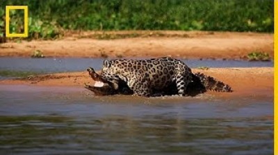 Jaguar vs Caiman ¡Increible!
