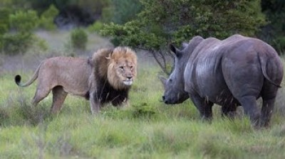 Lion contre rhinocéros blanc