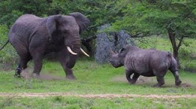 Ärgere keinen Elefanten