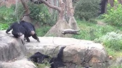 Chimpancés vs Mapache