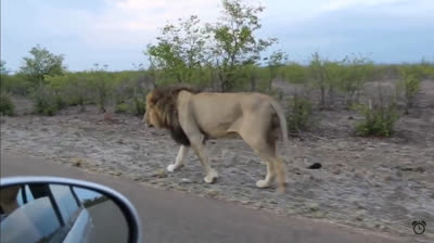 Scontri tra animali e umani