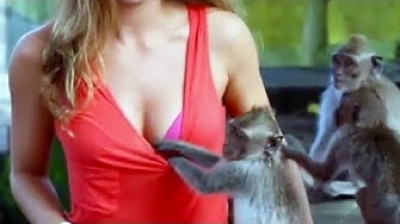 Monos robando ¡no pararás de reirte!