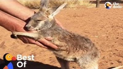 Wild Baby Animals Rescues
