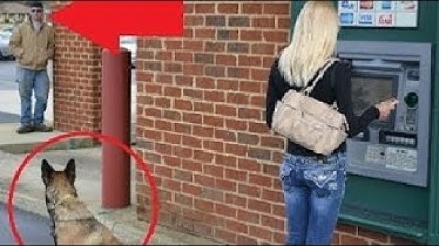 Dogs protecting their owners