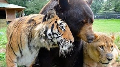 You will not believe that these animals are friends